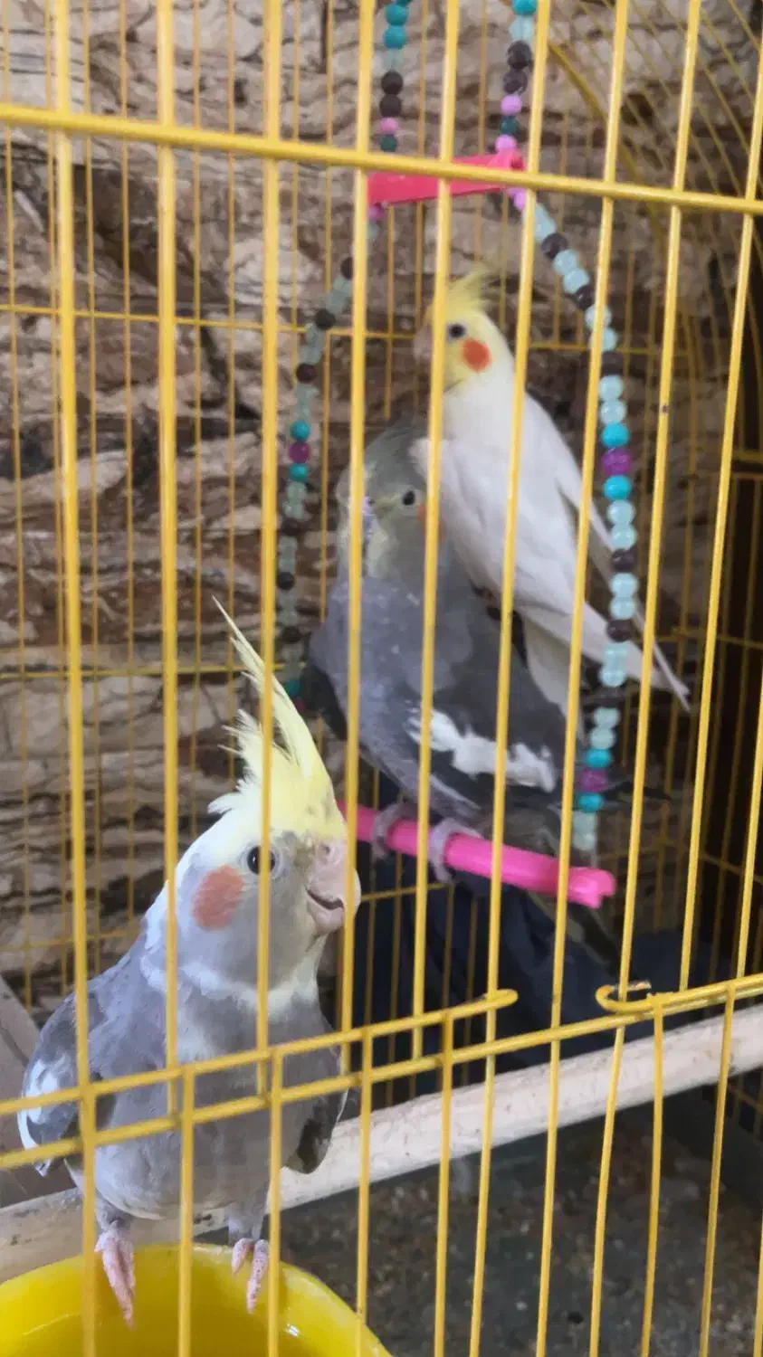 مرغ عروس|پرنده|کاشان, ترک آباد|دیوار