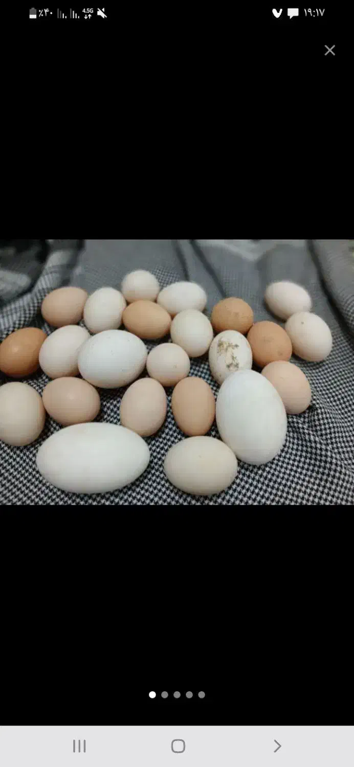 تخم مرغ|حیوانات مزرعه|مسجد سلیمان, |دیوار