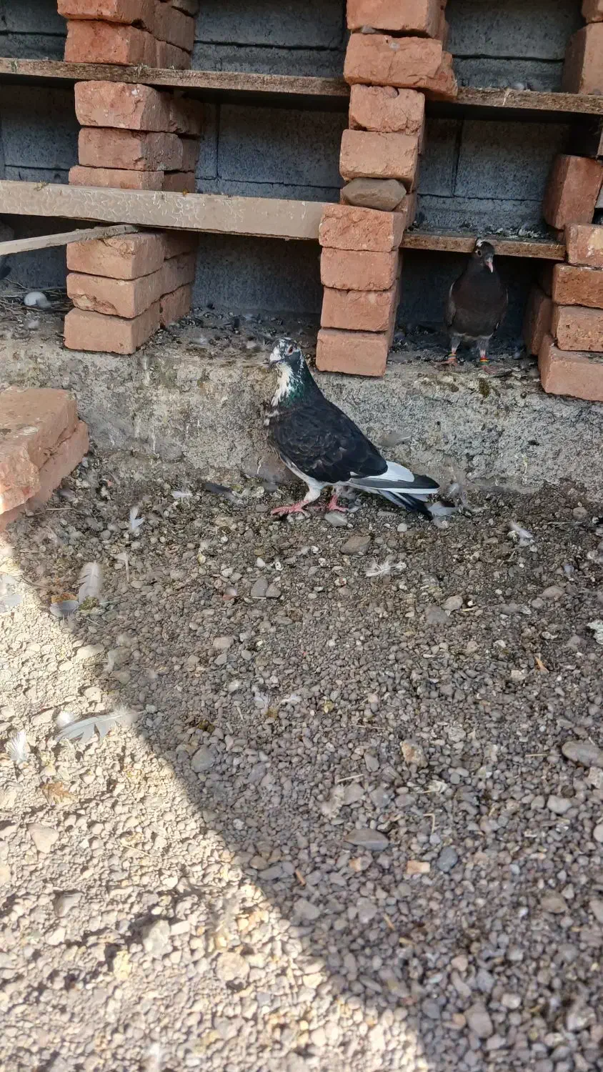 دوبر ماده|پرنده|مشگین شهر, |دیوار