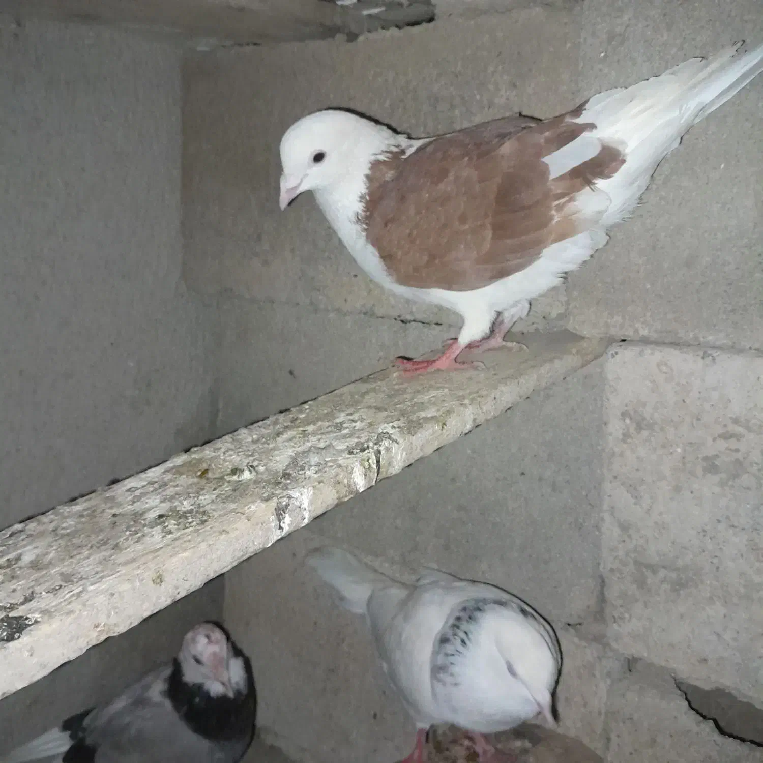 درتماس باشین فوری فوری|پرنده|آق قلا, |دیوار