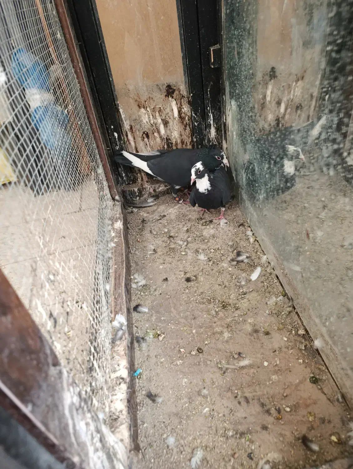 نر و ماده مینا سیاه کاکلی|پرنده|تربت‌حیدریه, پائین ولایت|دیوار