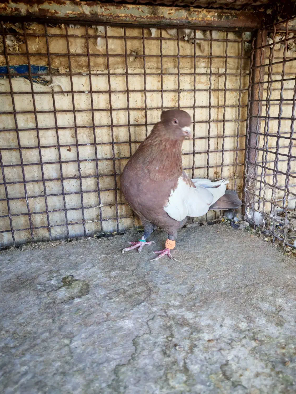 سبز هل پاپر و سینه تافته ای|پرنده|شیراز, رکنآباد|دیوار