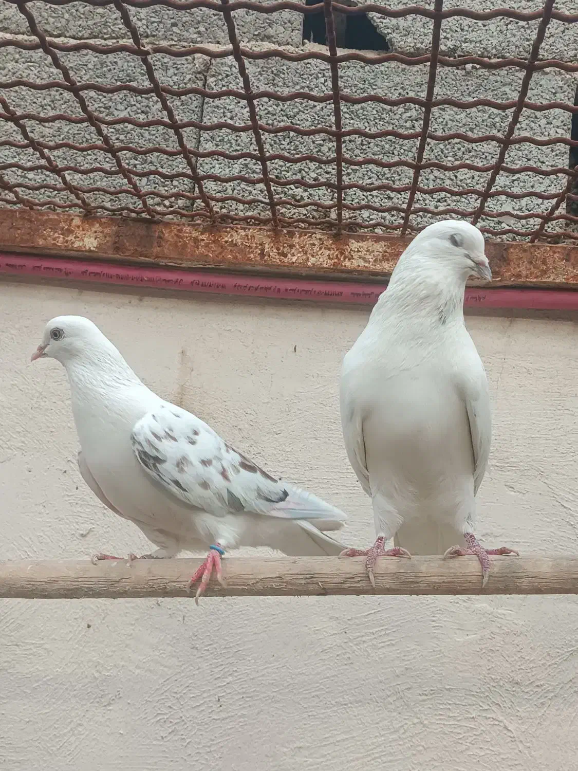 کفتر|پرنده|شهریار, رضی آباد بالا|دیوار