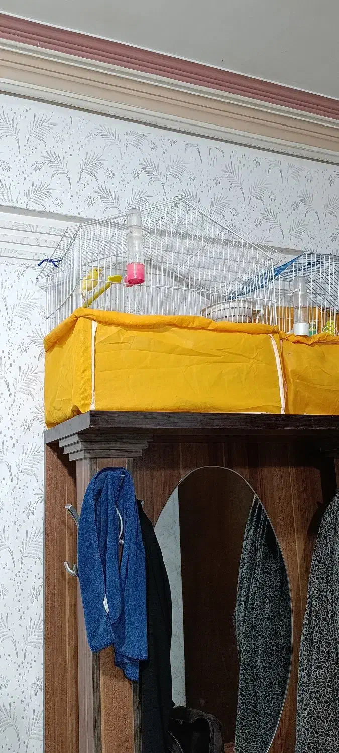 قناری|پرنده|سیرجان, |دیوار