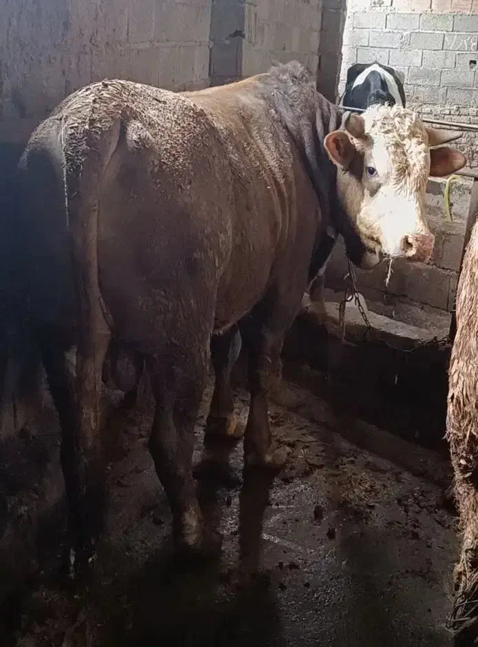 گوساله پرواری سیمینتال چاق سرک دار|حیوانات مزرعه|قائمشهر, |دیوار