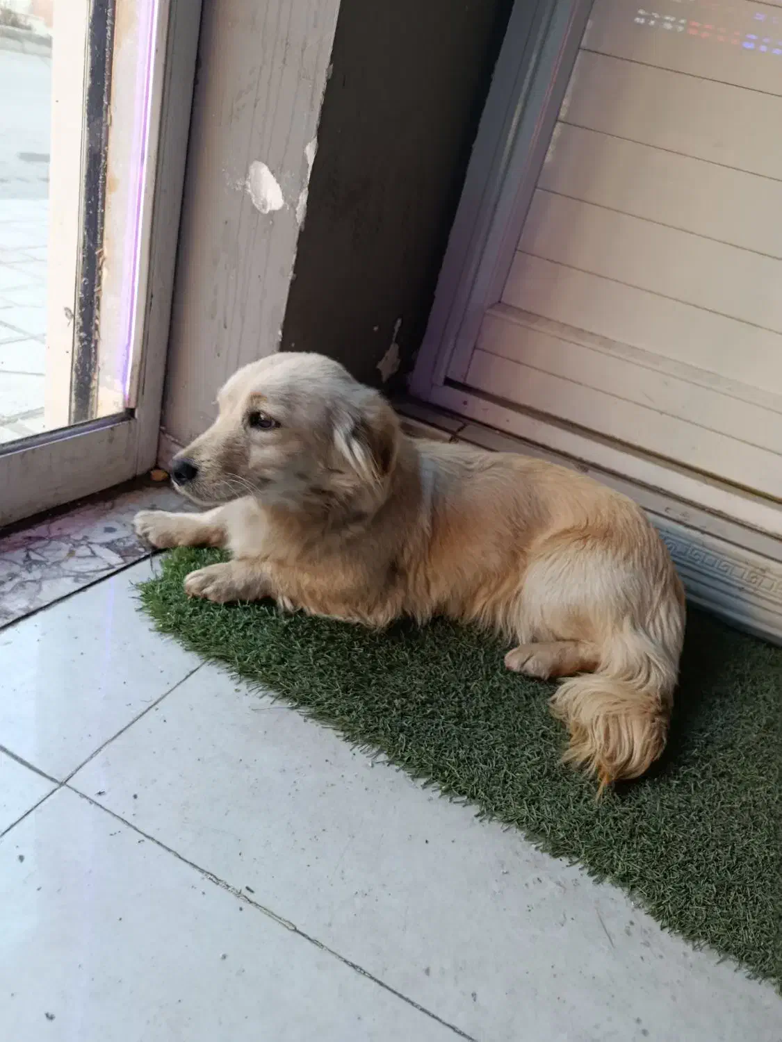 توله آشپیتز ۱۱ماهه|سگ|مشهد, کوی المهدی|دیوار