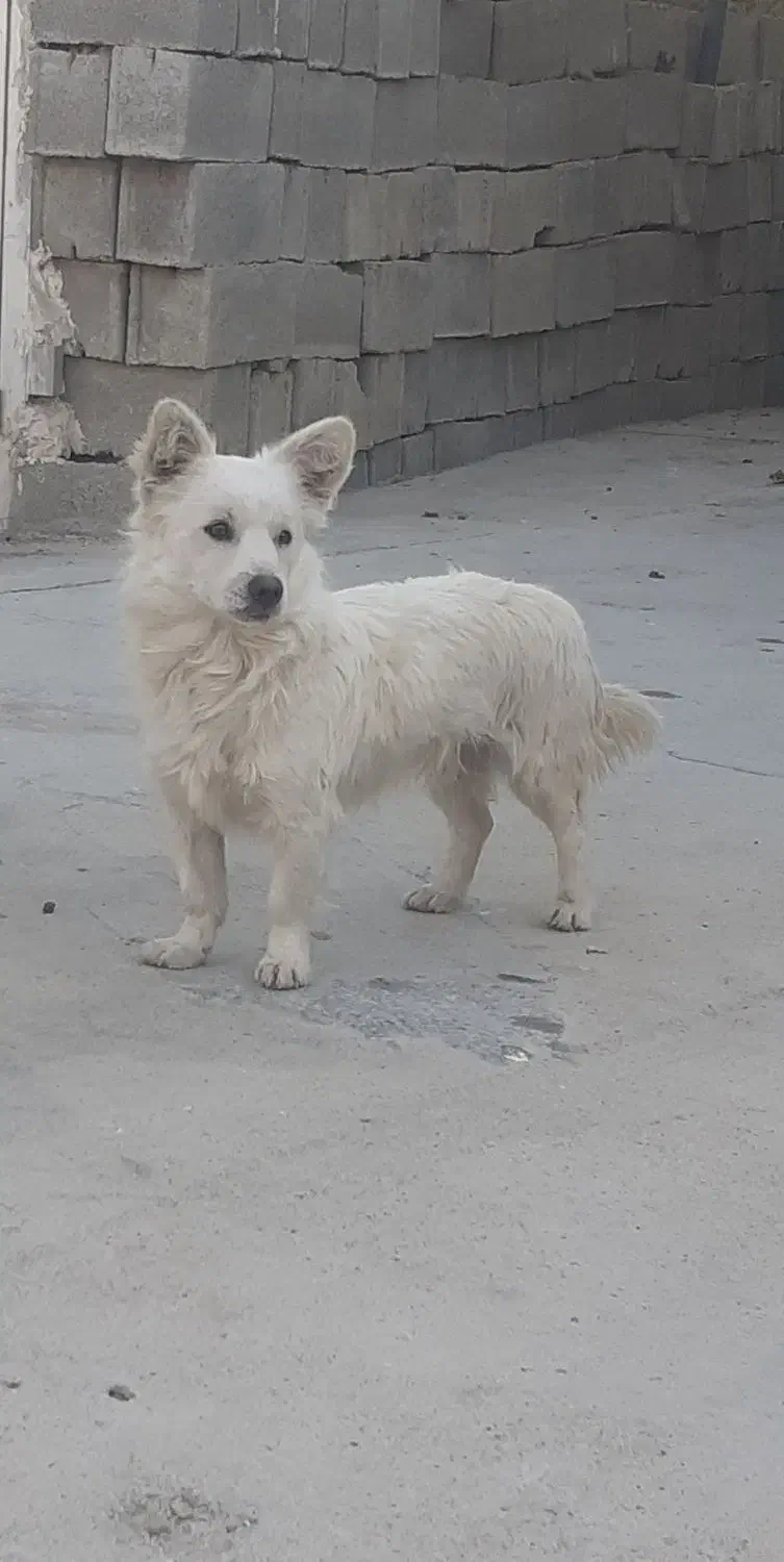 فروش سک پامر|سگ|بهبهان, |دیوار