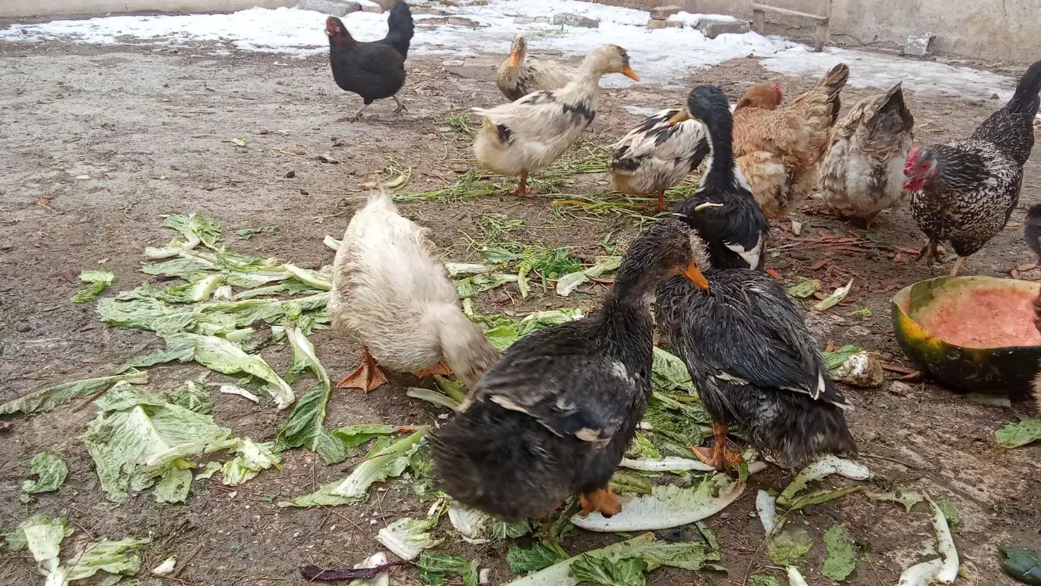 اردک محلی|حیوانات مزرعه|بومهن, |دیوار