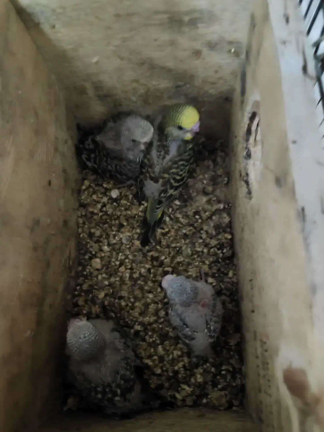 مرغ عشق انگلیسی مولد|پرنده|تهران, یافت آباد جنوبی|دیوار