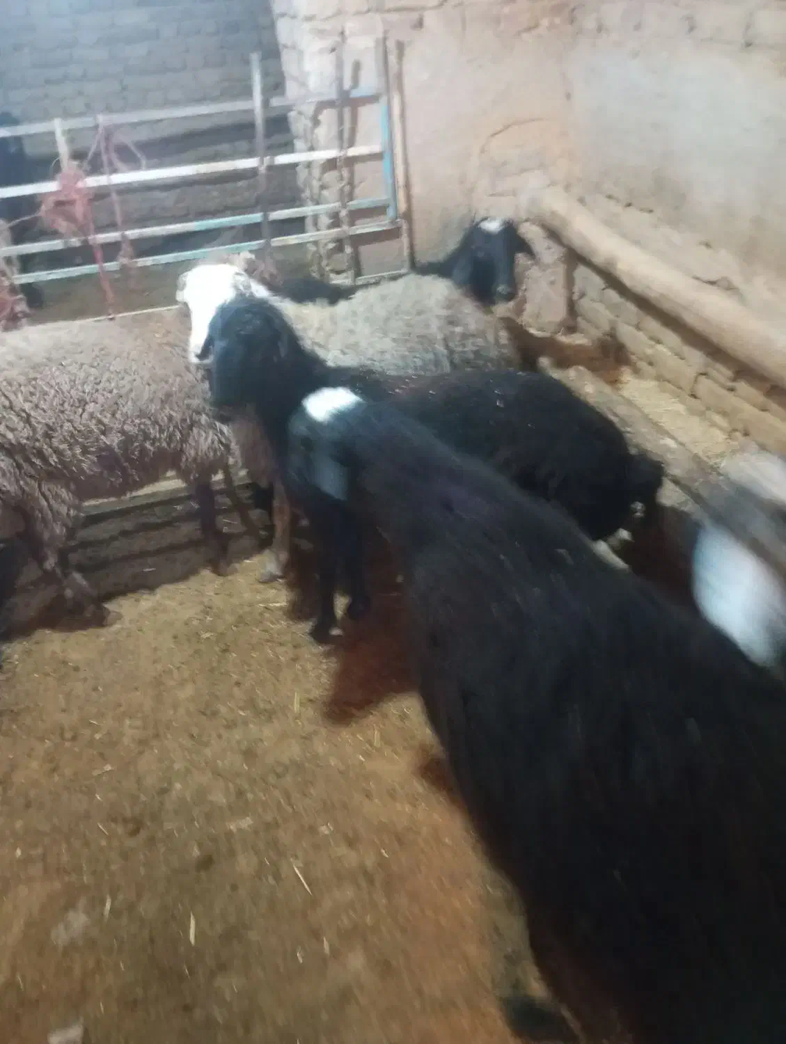 بره فروشی|حیوانات مزرعه|فرمهین, |دیوار