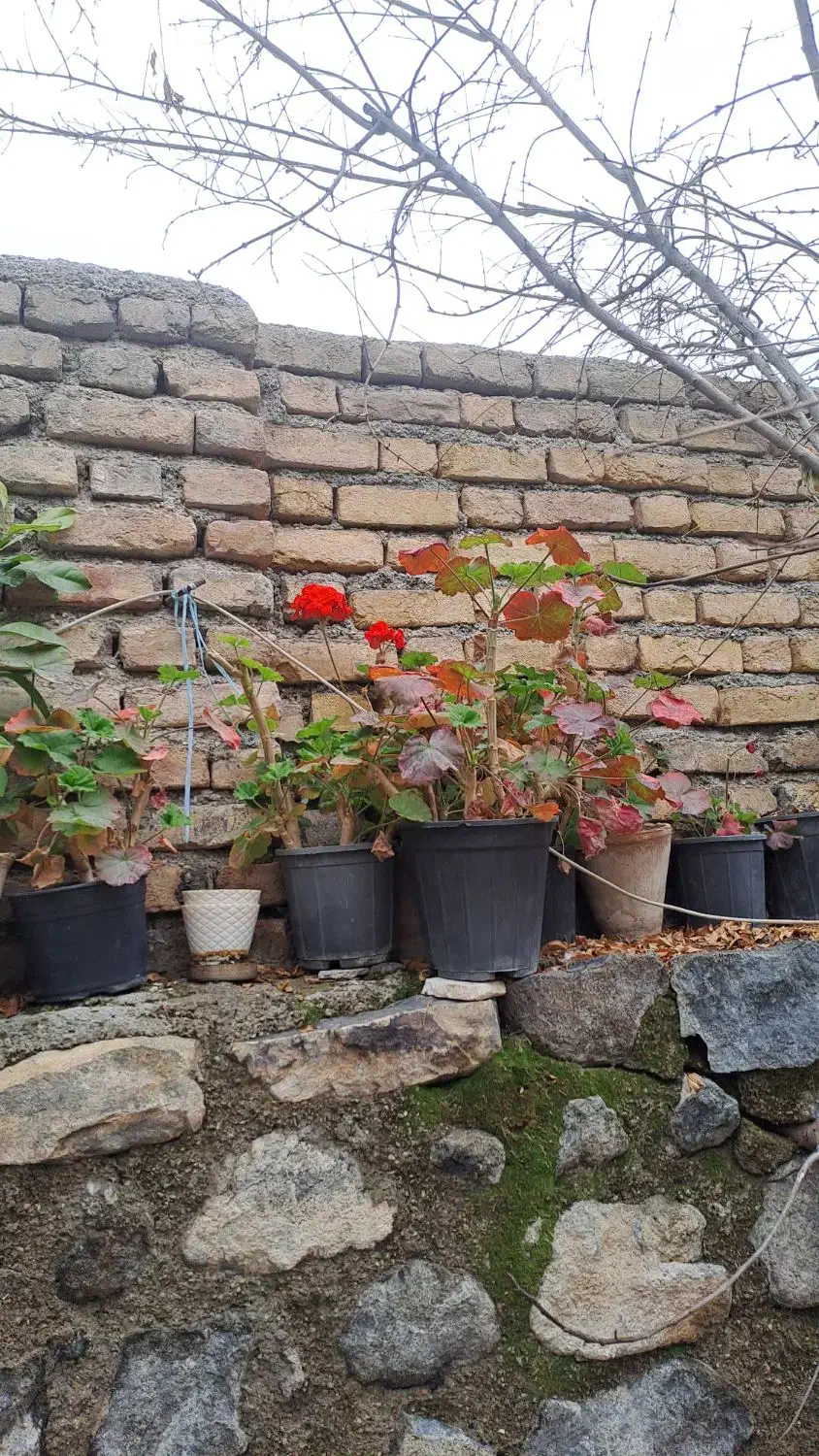 این گلهای میفروشم جای گرمایشی ندارم|گل و گیاه طبیعی|بومهن, |دیوار