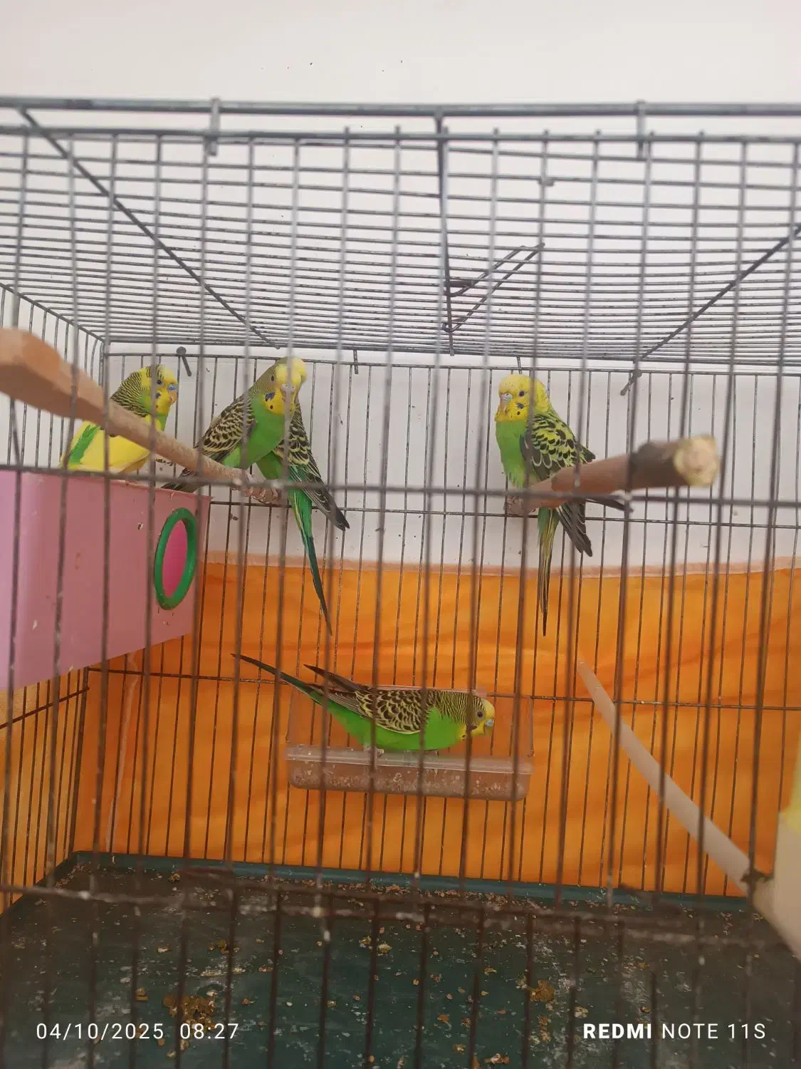 مرغ عشق خانوادگی|پرنده|مشگین شهر, |دیوار