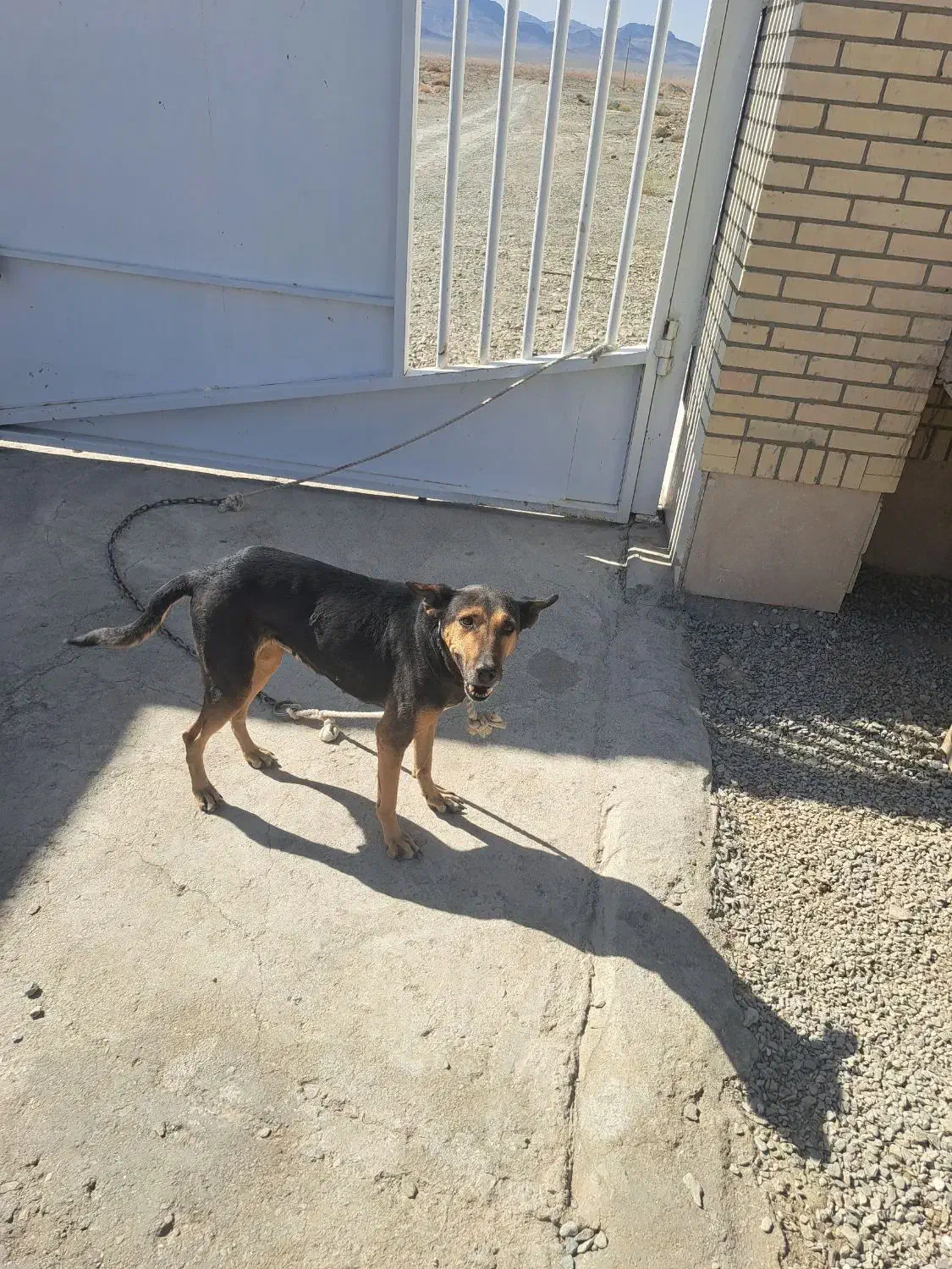 سگ ماده ژرمن|سگ|سراوان, |دیوار