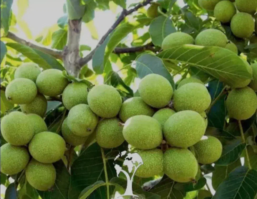 تولید و عرضه انواع نهال ها|خدمات باغبانی و درختکاری|تربتحیدریه, کلاته توکلی|دیوار