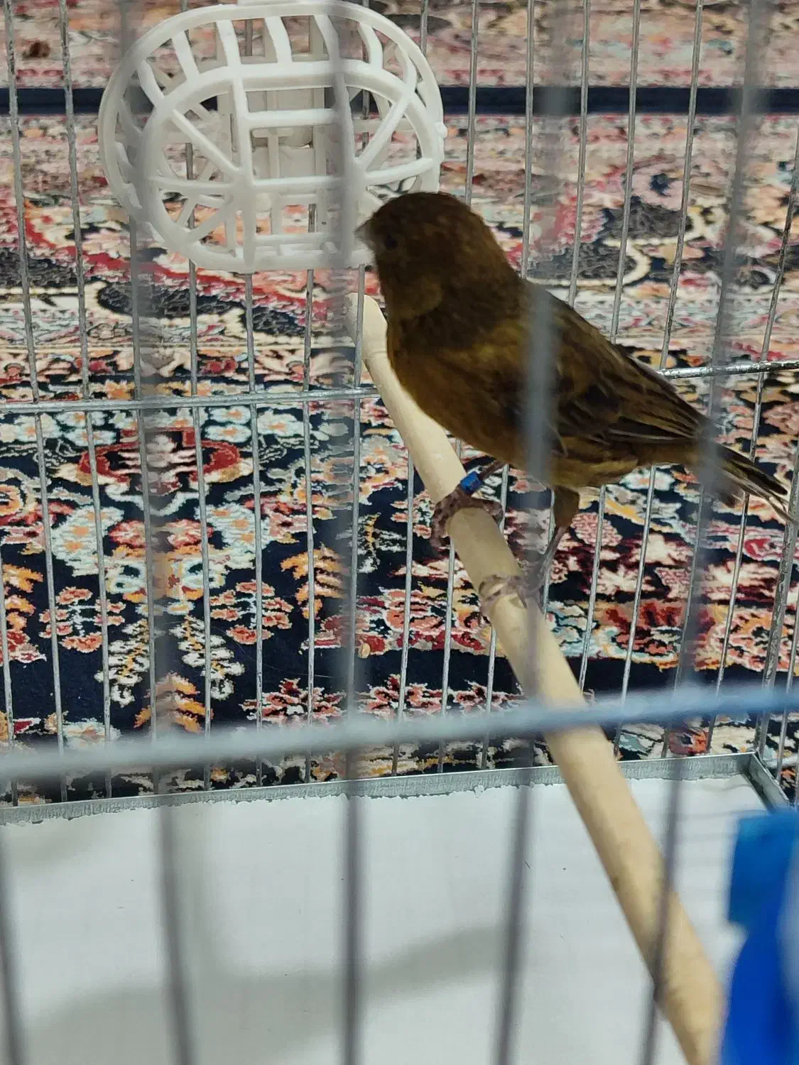 ماده کبالت جفتی سهر /20000000|پرنده|پاکدشت, پاکدشت (مامازند)|دیوار