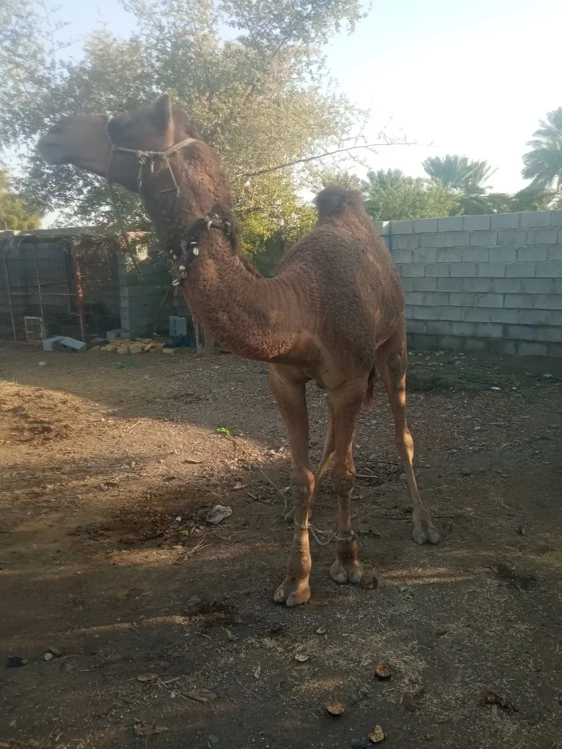 شتر نر|حیوانات مزرعه|میناب, |دیوار