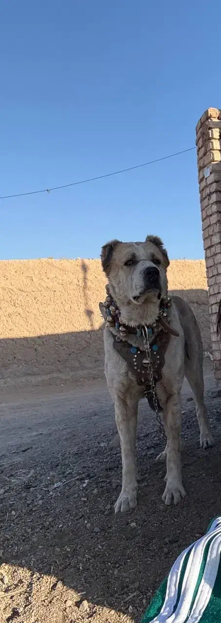 سگ نگهبان|سگ|تربتحیدریه, مسجد جامع|دیوار