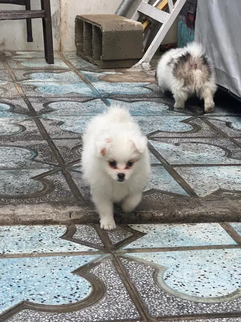 سگ ماده|سگ|نی‌ریز, |دیوار