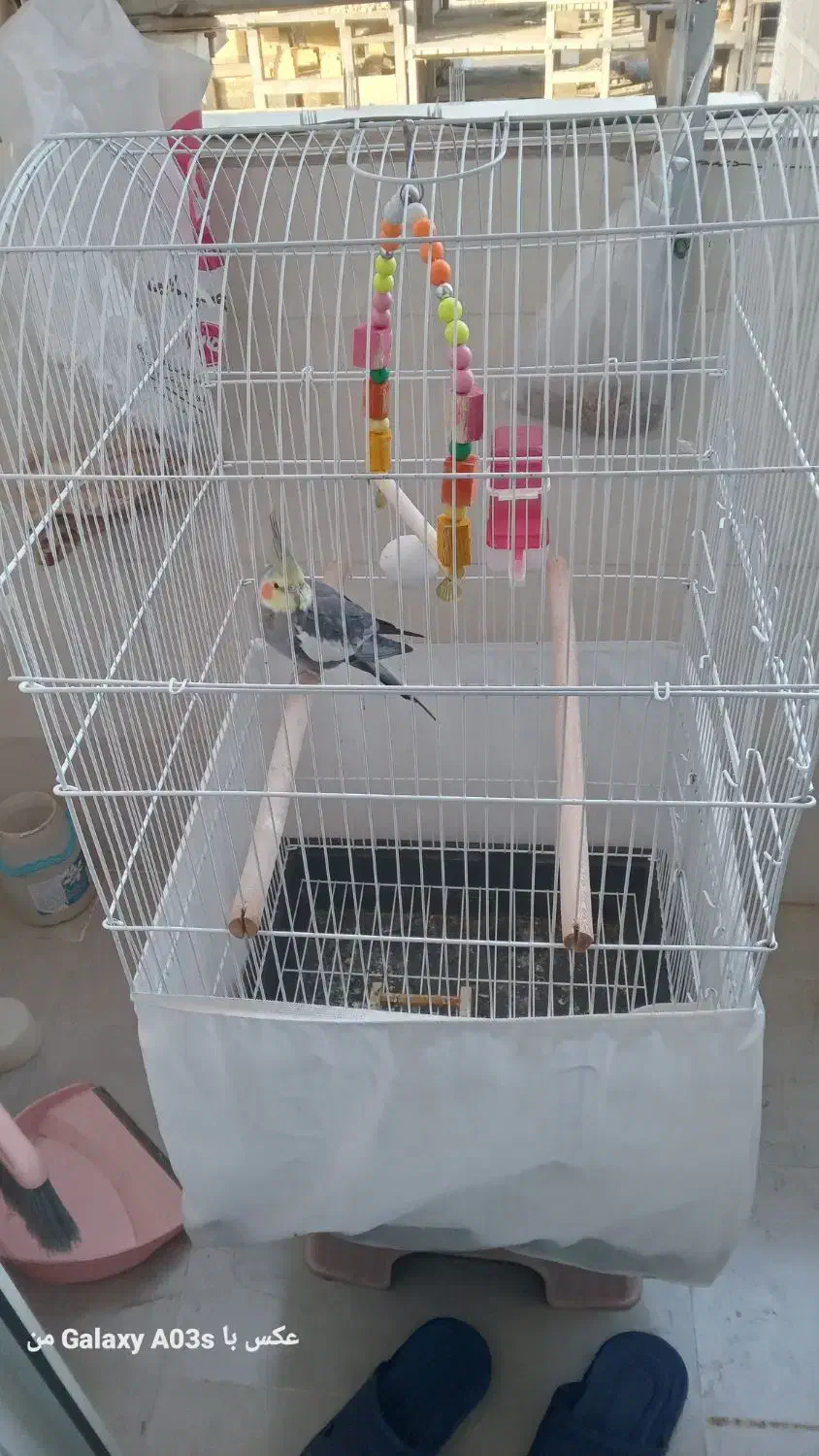 عروس هلندی|پرنده|صباشهر, |دیوار