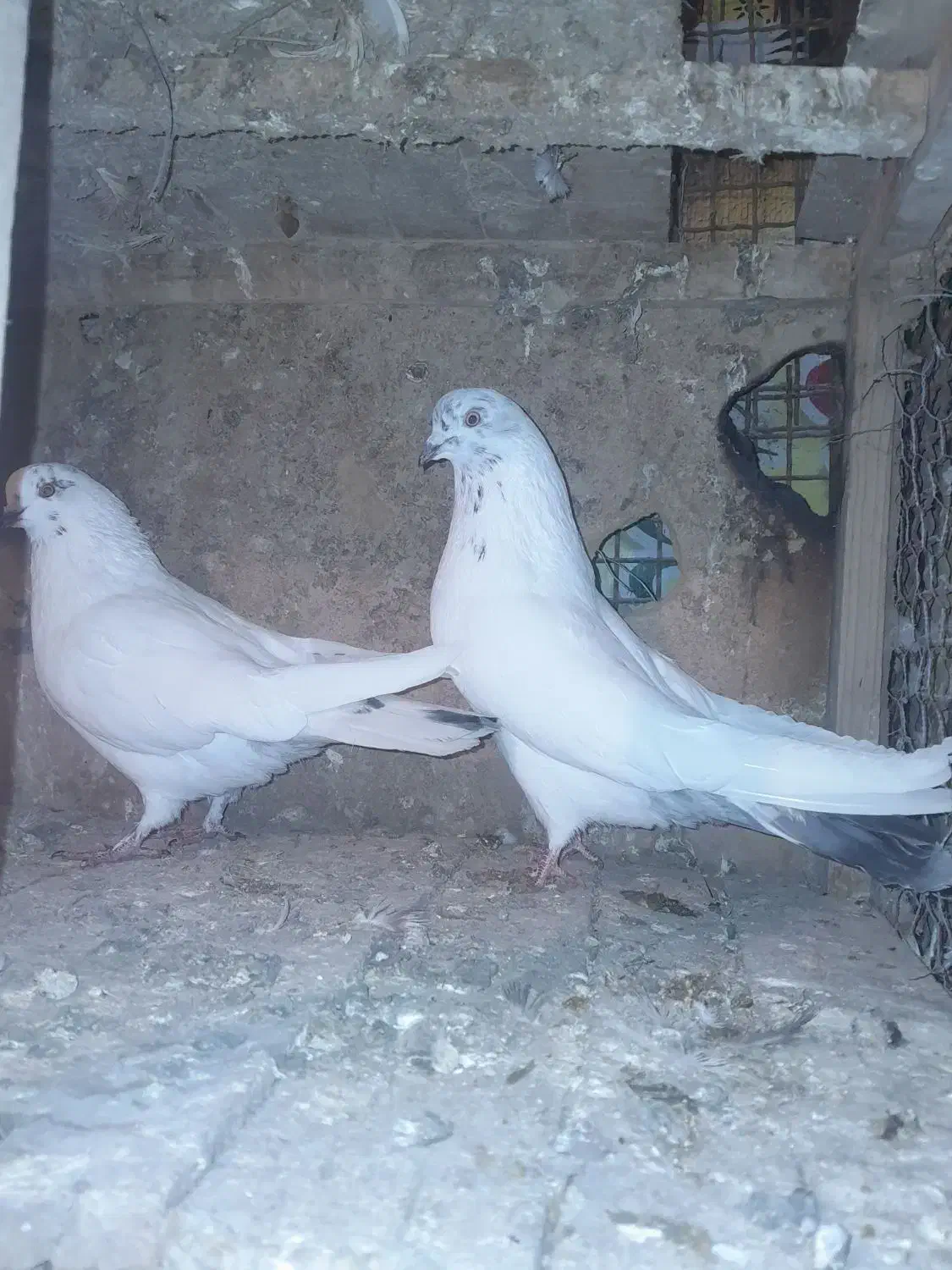 کله دمسبز|پرنده|زرندیه, |دیوار