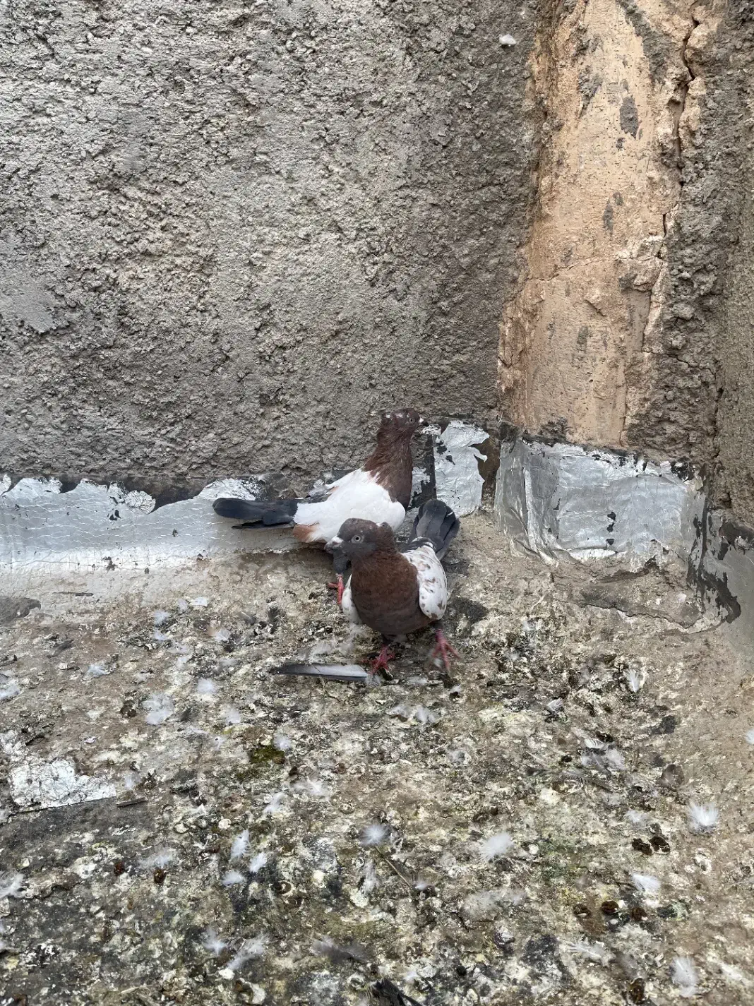 کبوتر|پرنده|اردکان, |دیوار