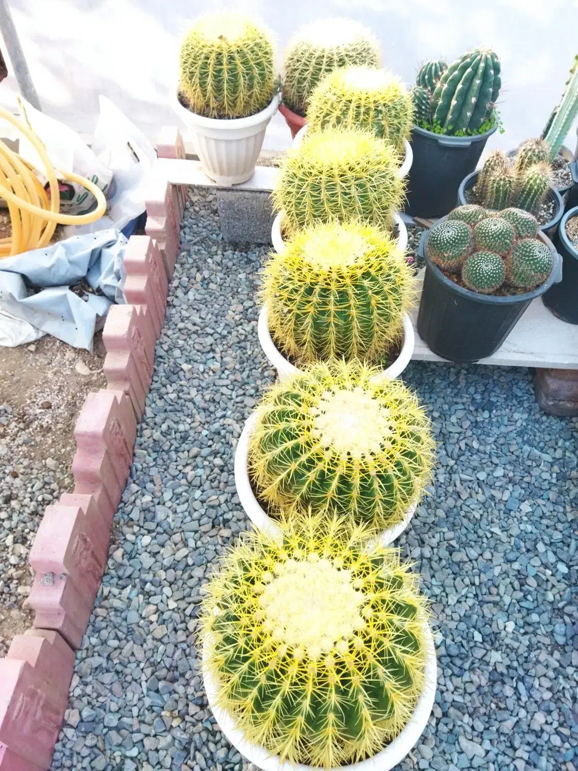 کاکتوس اچینو|گل و گیاه طبیعی|ماهدشت, |دیوار