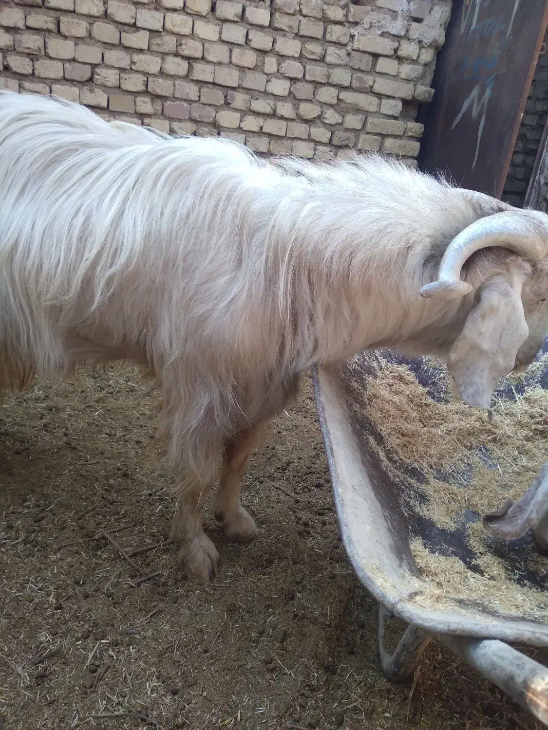 دام (بز و دبر )|حیوانات مزرعه|مزایجان, |دیوار