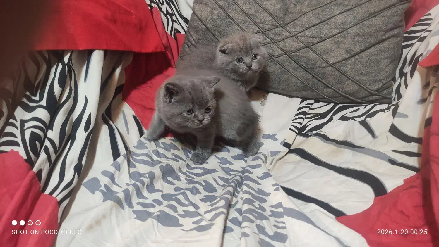 گربه های طوسی|گربه|چهاردانگه (تهران), |دیوار