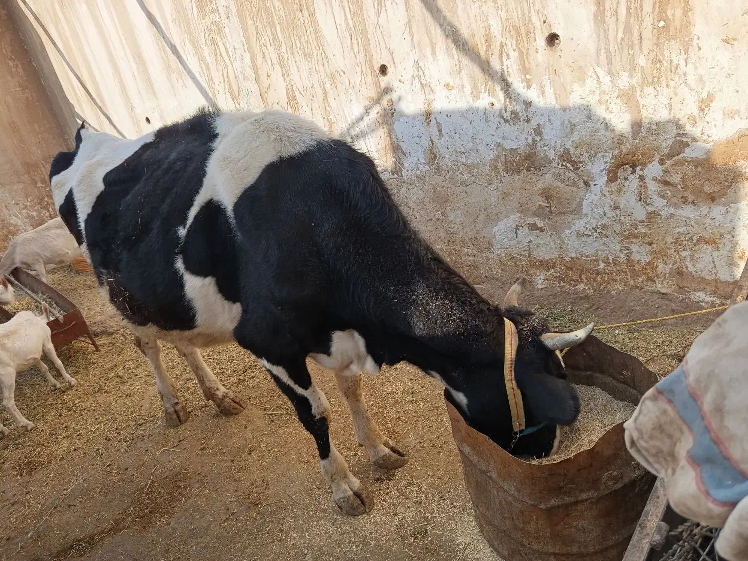 گاو هلشتاین آبستن|حیوانات مزرعه|سرپل ذهاب, |دیوار