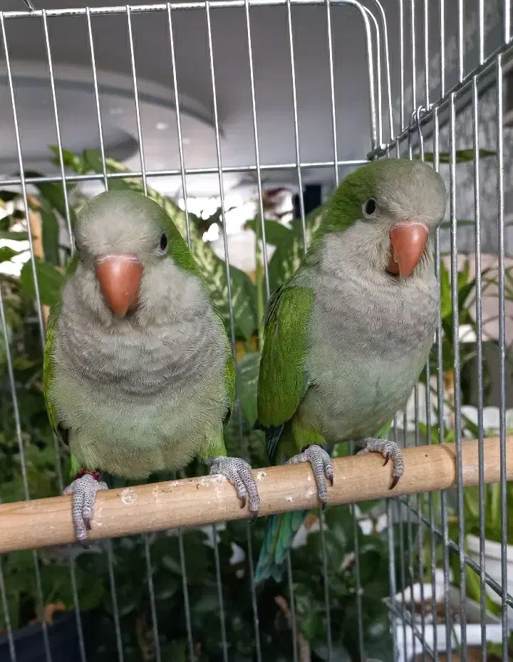 طوطی راهب و گرینچیک|پرنده|زنجان, |دیوار