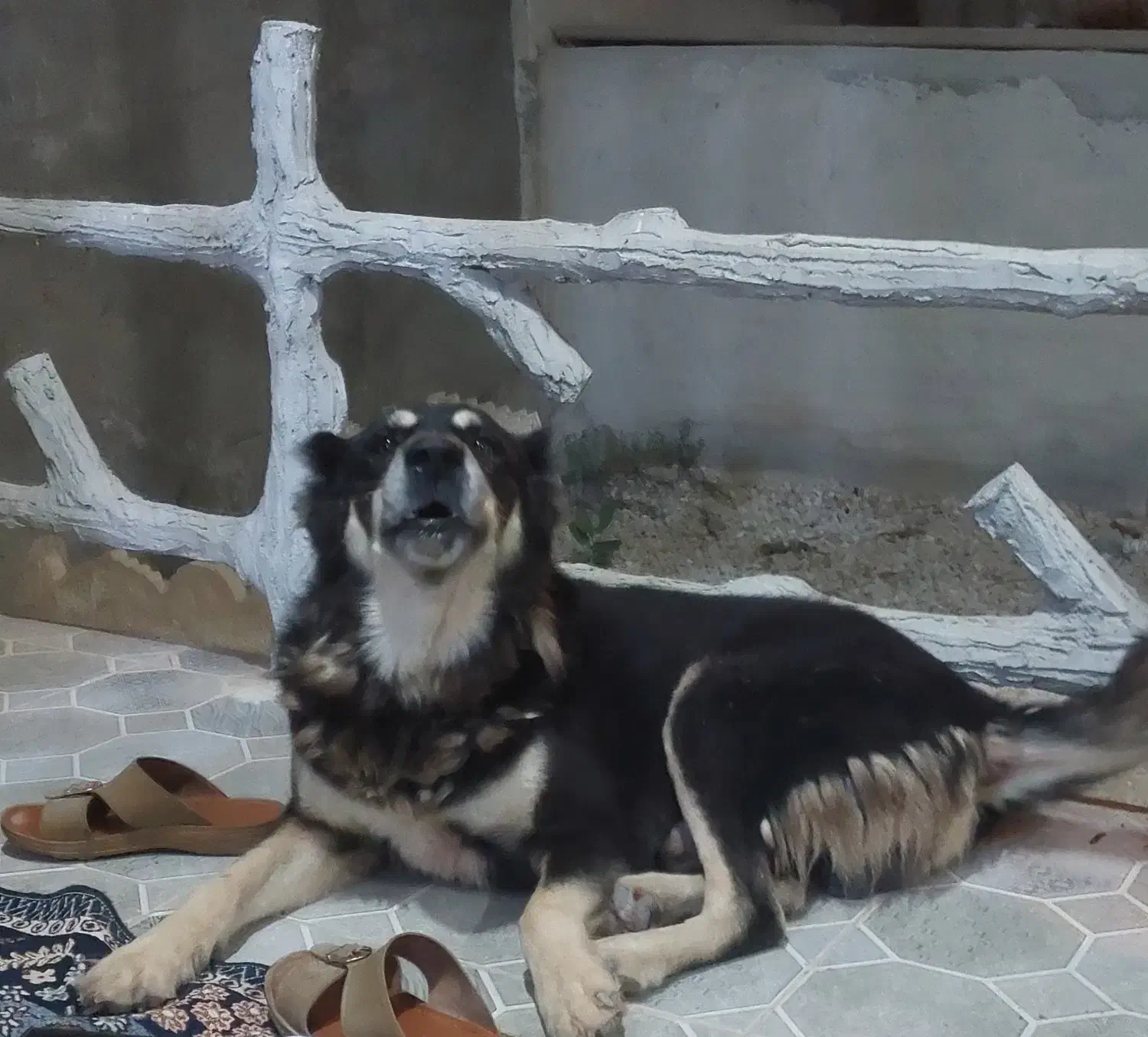 سگ افغان نگهبان درجه یک به شرط سه ساله|سگ|آبپخش, |دیوار