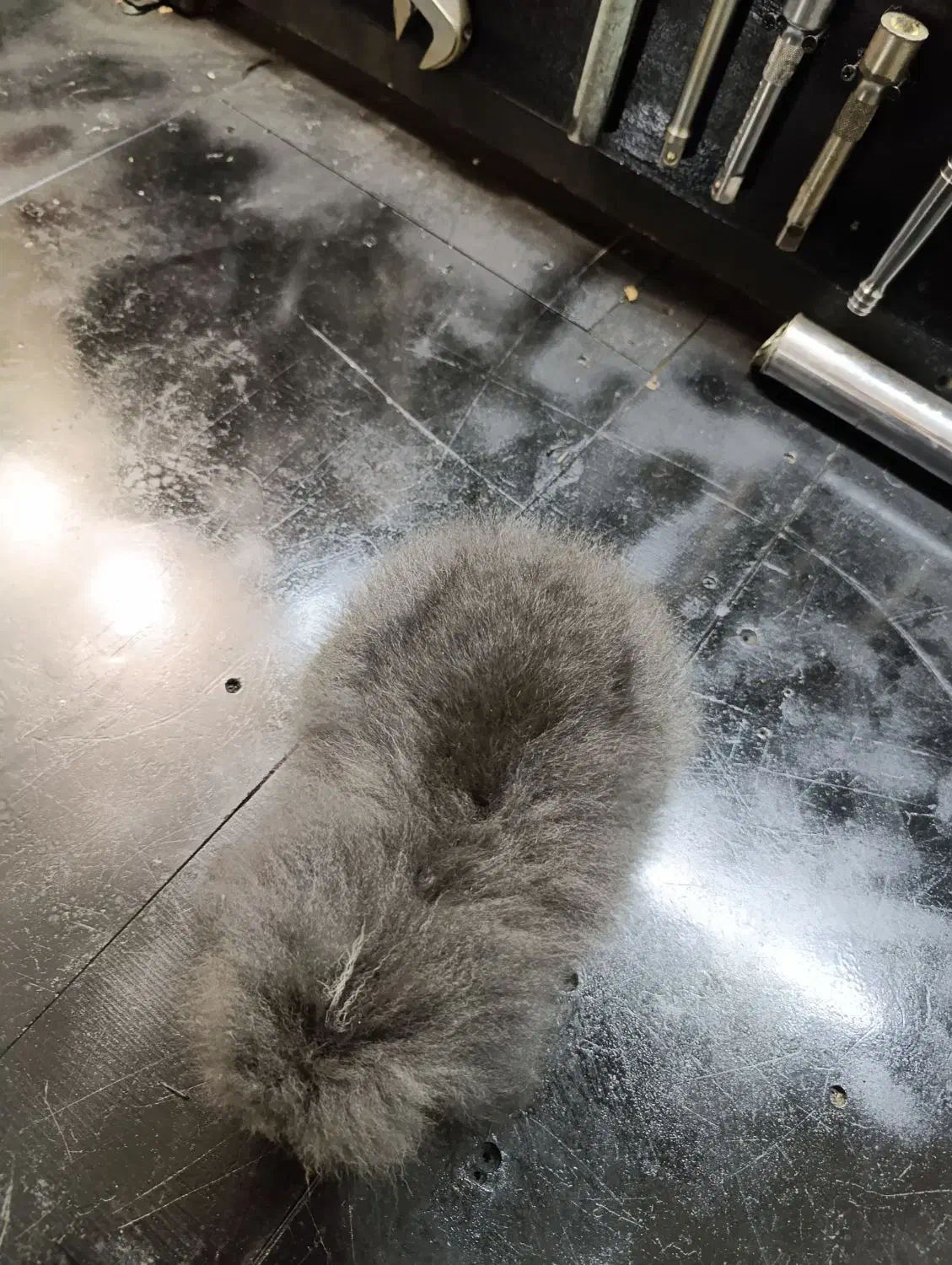 خرگوش لوپ|موش و خرگوش|بندر انزلی, سید آسیه|دیوار