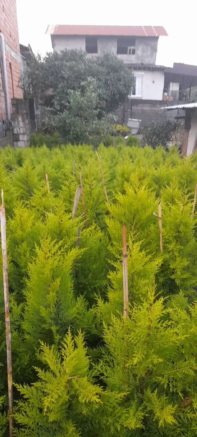 فروش نهال کاج|حراج|نوشهر, |دیوار