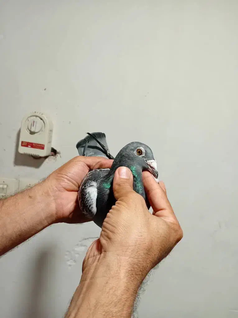 نروماده پلاکی|پرنده|بندر ماهشهر, |دیوار