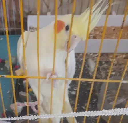 عروس هلندی مولد|پرنده|نیریز, |دیوار