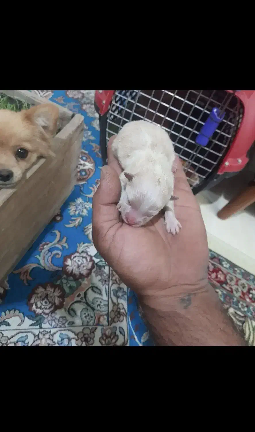 سگ پامراین ماده همراه توله|سگ|شهر بابک, |دیوار