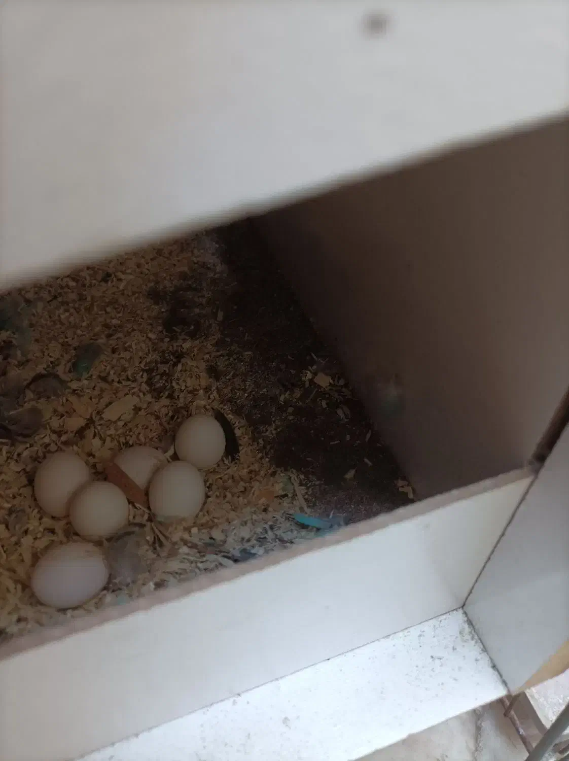 مرغ عشق جفت کاملا سالم|پرنده|قم, شهرک توانیر|دیوار