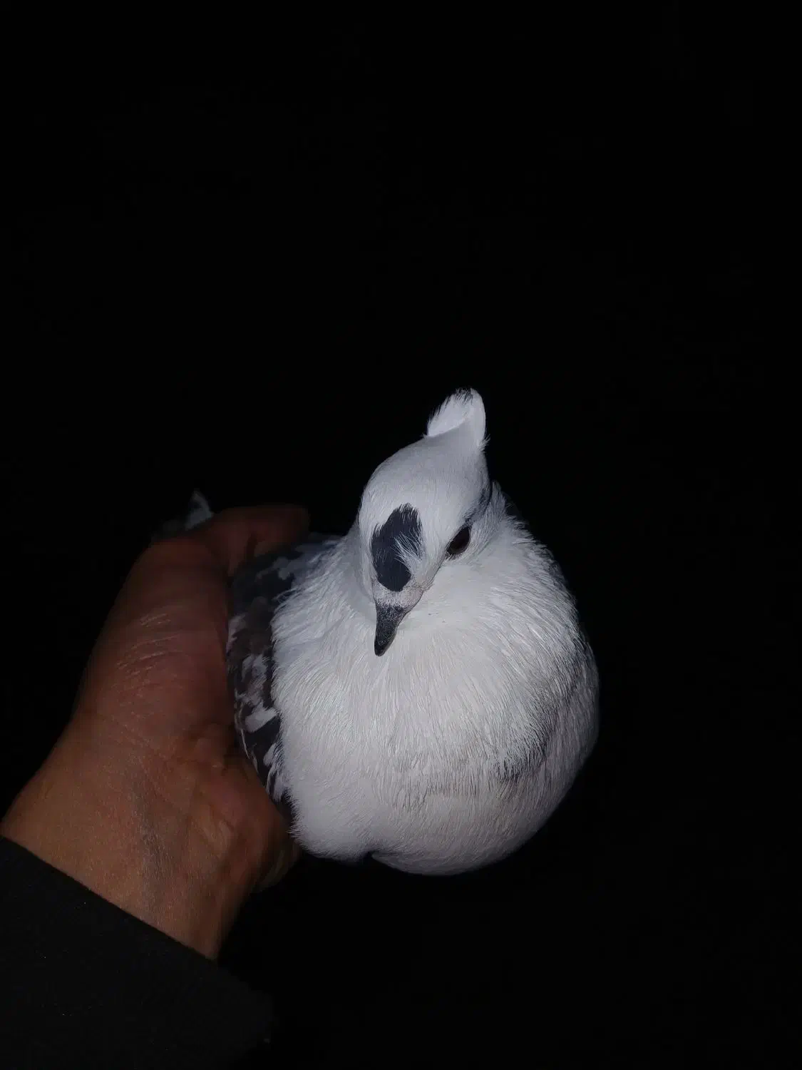 کبوتر پرشی ماده گردن لرزان|پرنده|گوراب زرمیخ, |دیوار