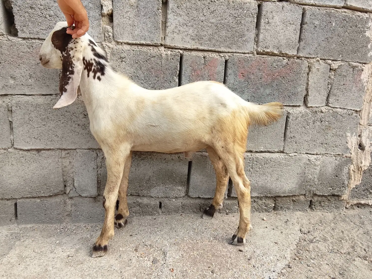 ...|گل و گیاه طبیعی|میناب, |دیوار