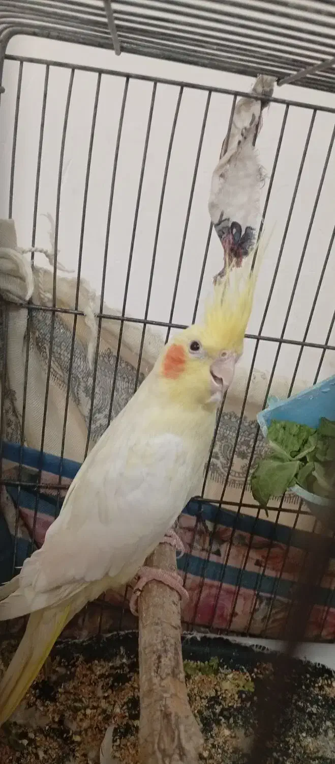 عروس هلندی لوتینو|پرنده|کاشمر, |دیوار