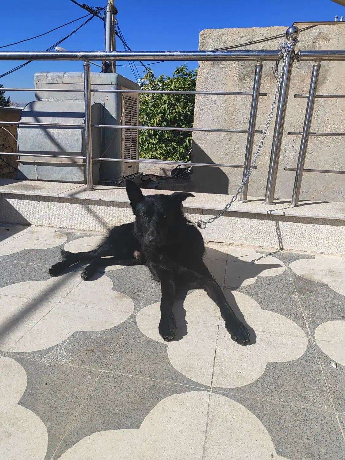 بلک ژرمن ورک|سگ|شیراز, چوگیاه‎|دیوار