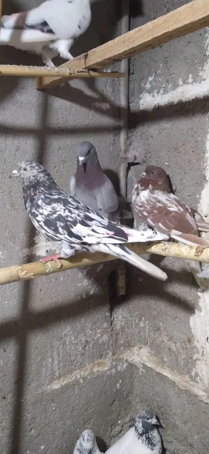 کبوتر|پرنده|گرگان, |دیوار