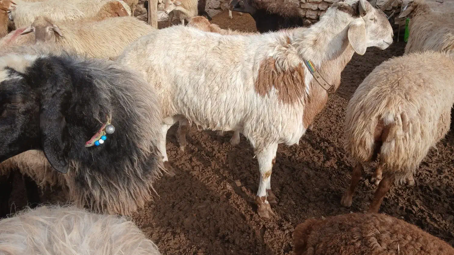 قوچ چینی|حیوانات مزرعه|جلگه شوقان, |دیوار