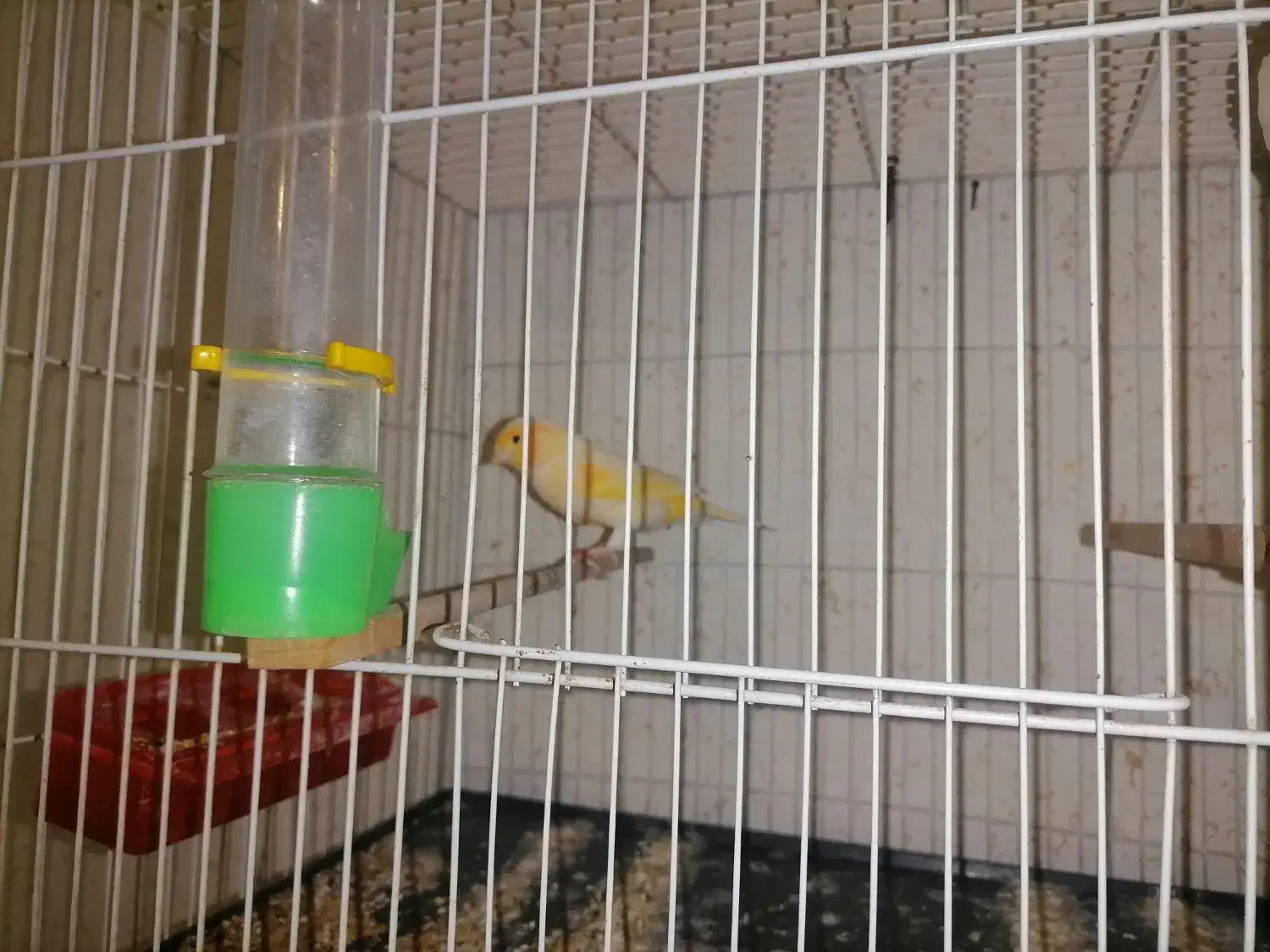 قناری|پرنده|ساری, |دیوار