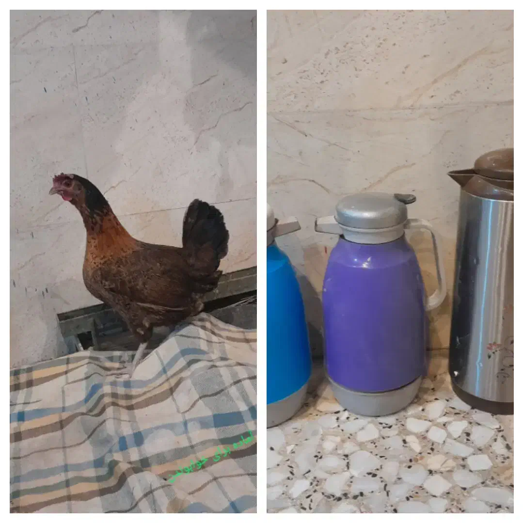 ۳عددجلد‌سالم‌وتمیز فروشی قیمت دونه‌ای‌۵۰|قوری، کتری، قهوه‌ساز دستی|ایذه, |دیوار