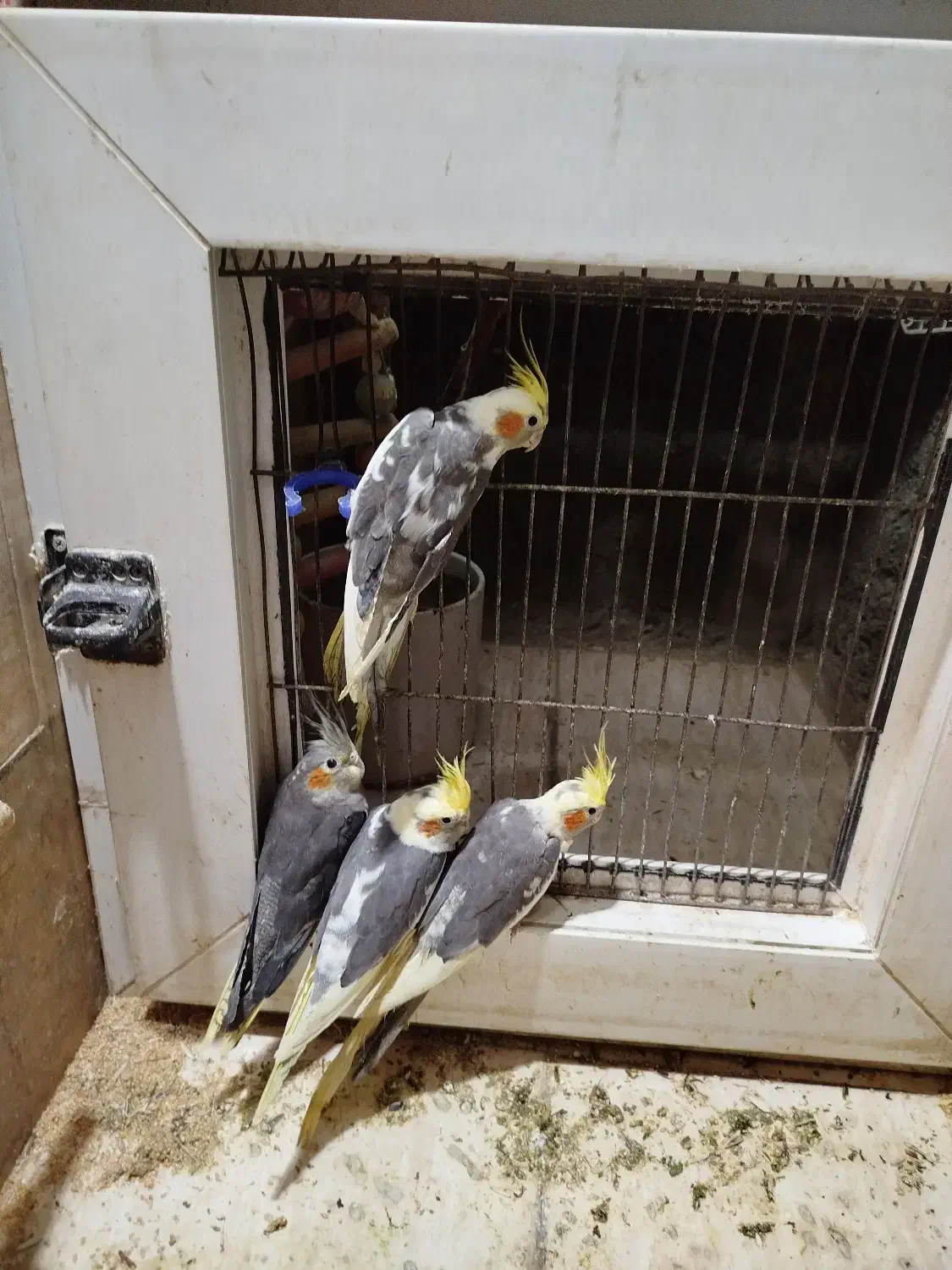 عروس هلندی|پرنده|ماهدشت, |دیوار