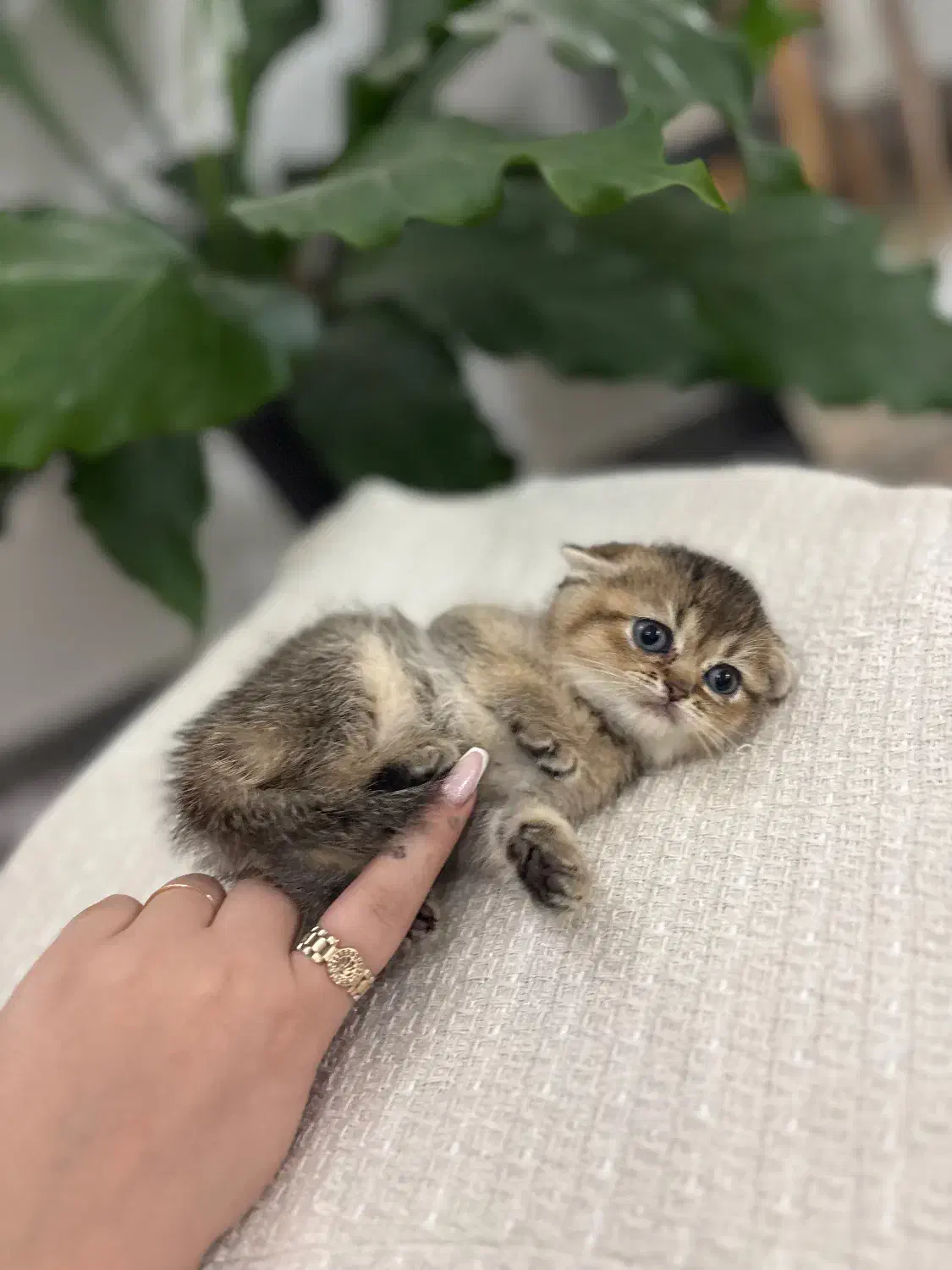 بچه گربه اسکاتیش و بریتیش|گربه|لاهیجان, شقایق|دیوار