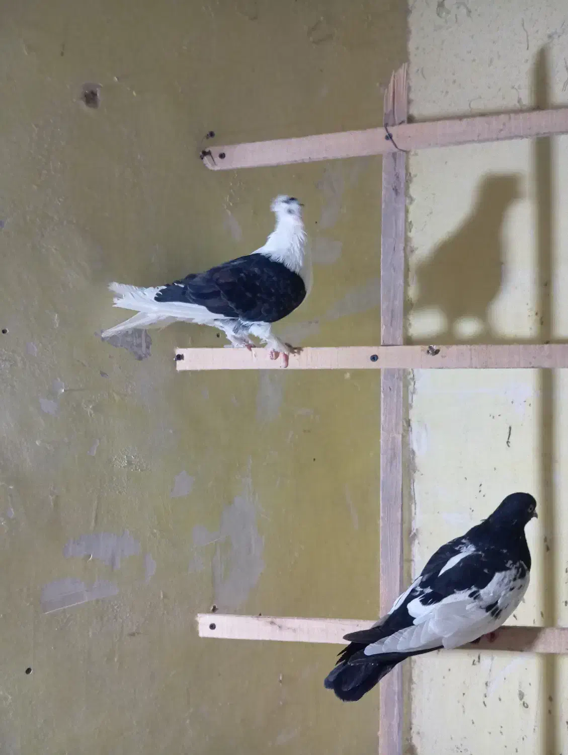 کفتر|پرنده|مشهد, کوه سنگی|دیوار
