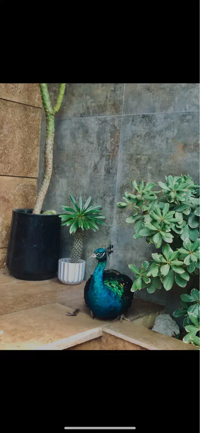 پرنده|پرنده|امیرکلا, |دیوار