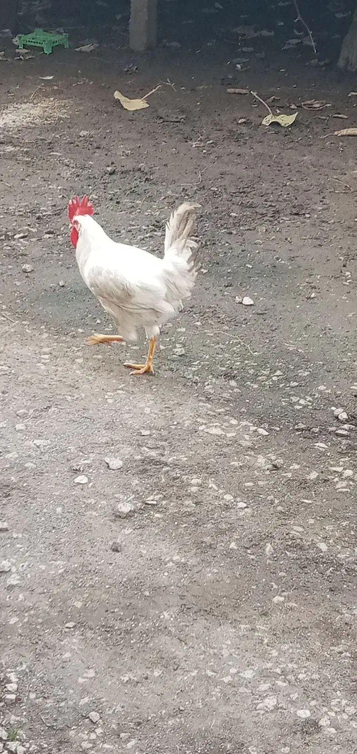 خروس غاز اردک|پرنده|چوبر, |دیوار